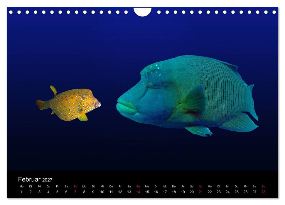 Träume unter Wasser (CALVENDO Wandkalender 2027)