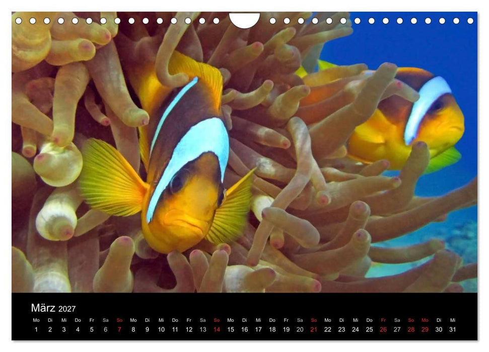 Träume unter Wasser (CALVENDO Wandkalender 2027)
