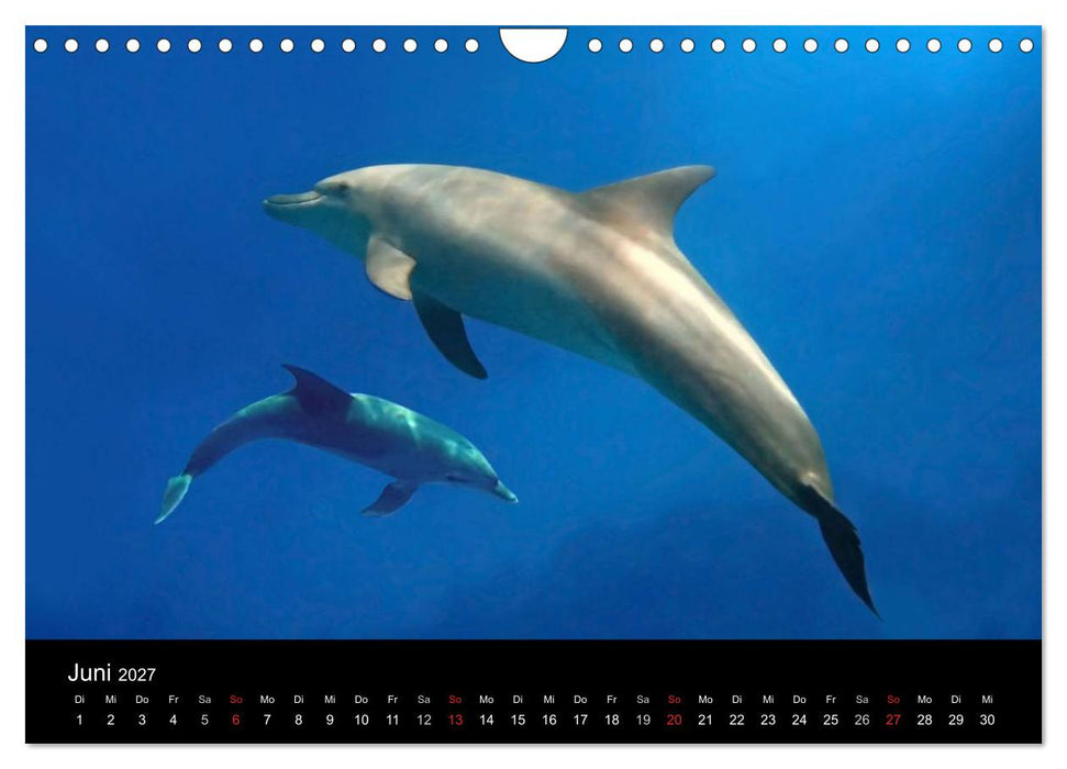 Träume unter Wasser (CALVENDO Wandkalender 2027)