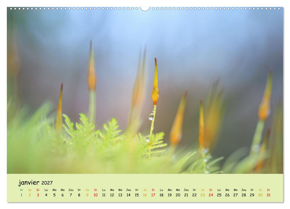 Les secrets des mousses (CALVENDO Calendrier supérieur 2027)