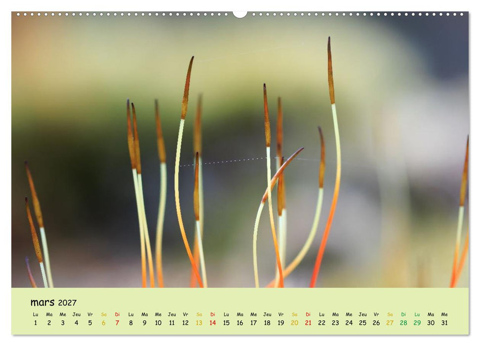 Les secrets des mousses (CALVENDO Calendrier supérieur 2027)