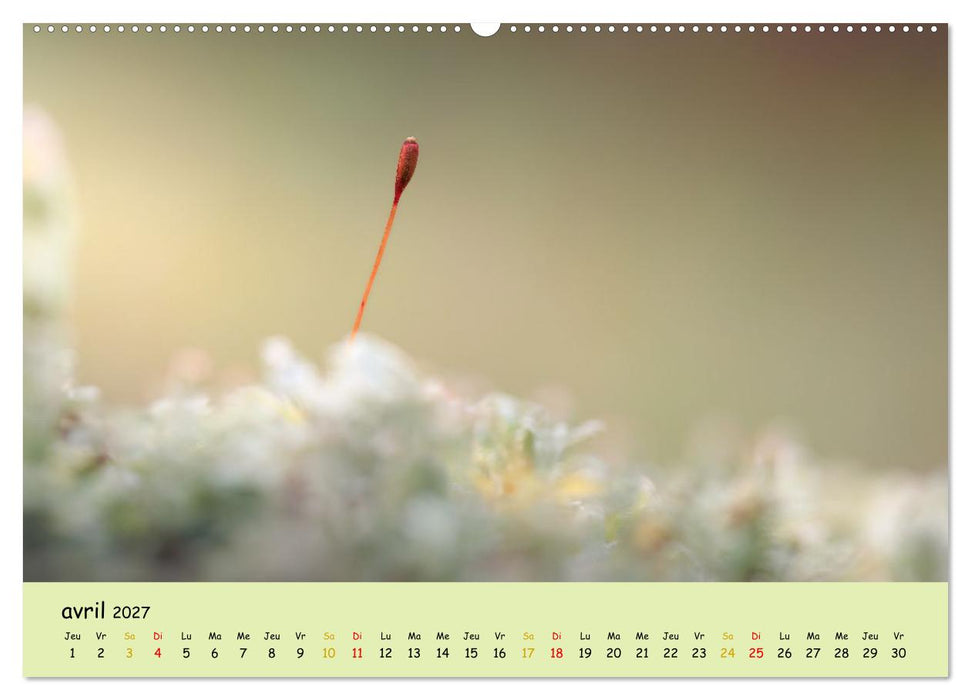 Les secrets des mousses (CALVENDO Calendrier supérieur 2027)