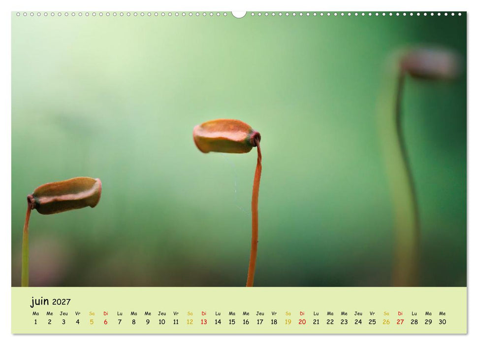 Les secrets des mousses (CALVENDO Calendrier supérieur 2027)