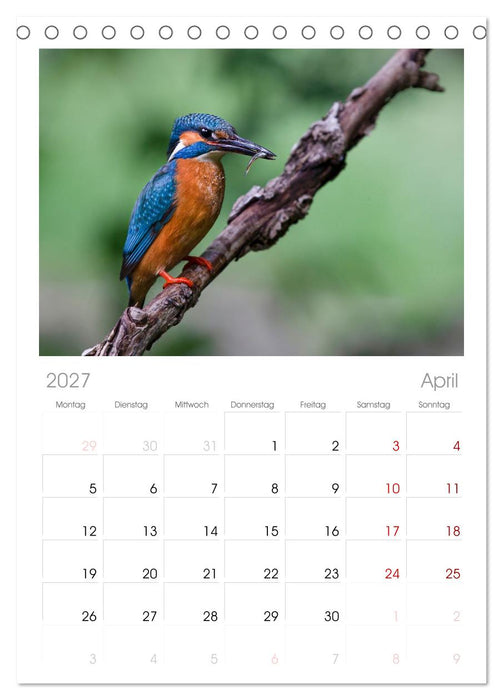 Alcedo atthis. Der Eisvogel (CALVENDO Tischplaner A5H 2027)