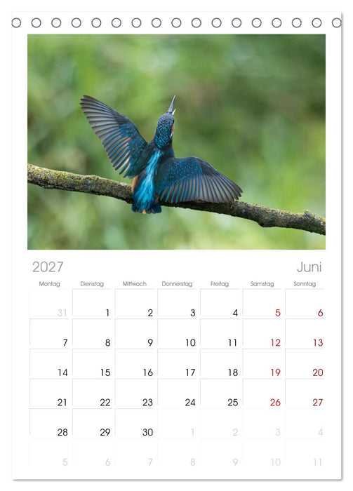 Alcedo atthis. Der Eisvogel (CALVENDO Tischplaner A5H 2027)