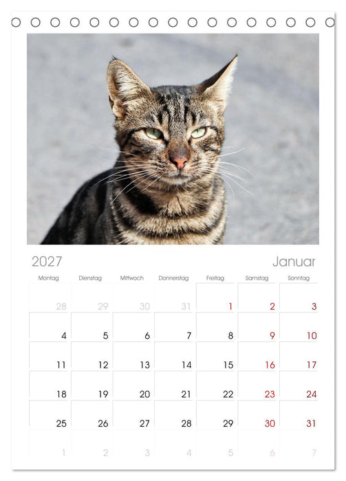 Die Izmir Katzen (CALVENDO Tischplaner A5H 2027)