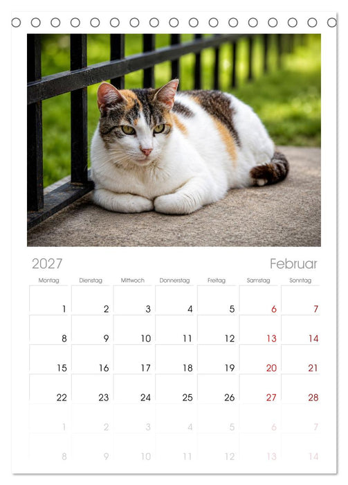 Die Izmir Katzen (CALVENDO Tischplaner A5H 2027)