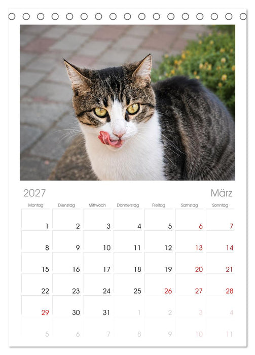 Die Izmir Katzen (CALVENDO Tischplaner A5H 2027)