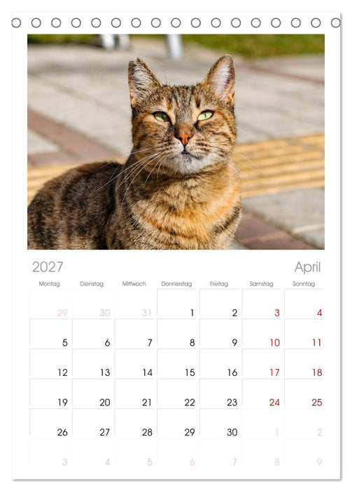 Die Izmir Katzen (CALVENDO Tischplaner A5H 2027)