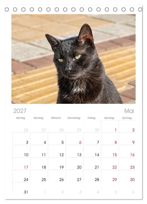 Die Izmir Katzen (CALVENDO Tischplaner A5H 2027)