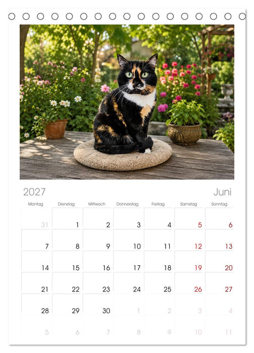 Die Izmir Katzen (CALVENDO Tischplaner A5H 2027)