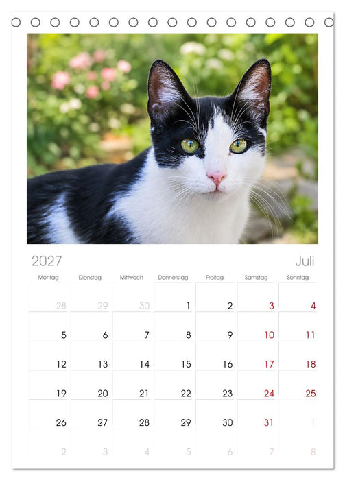 Die Izmir Katzen (CALVENDO Tischplaner A5H 2027)
