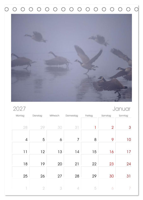 Gans schön wild (CALVENDO Tischplaner A5H 2027)