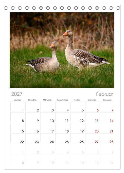 Gans schön wild (CALVENDO Tischplaner A5H 2027)