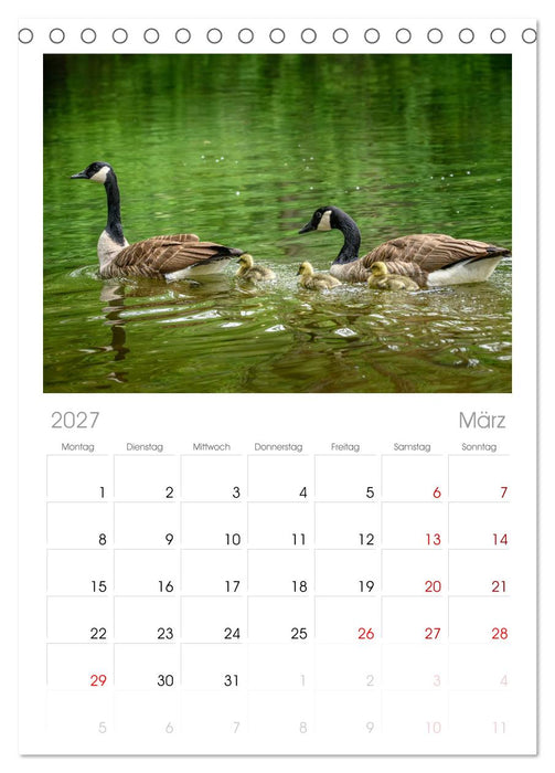 Gans schön wild (CALVENDO Tischplaner A5H 2027)