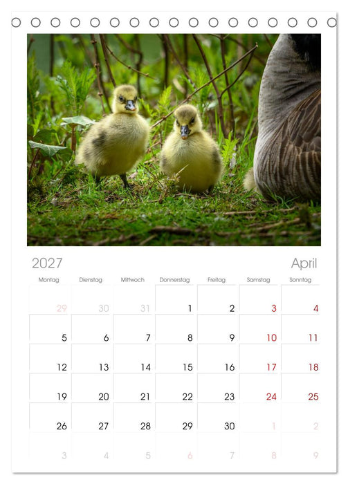 Gans schön wild (CALVENDO Tischplaner A5H 2027)