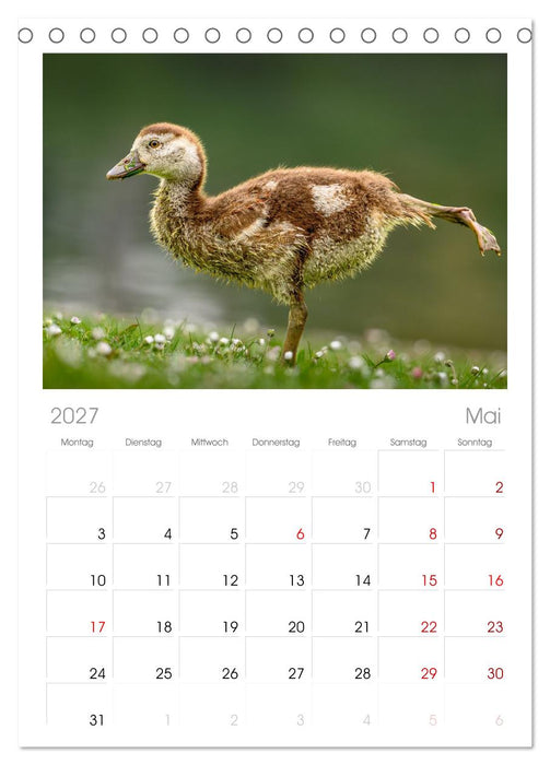 Gans schön wild (CALVENDO Tischplaner A5H 2027)
