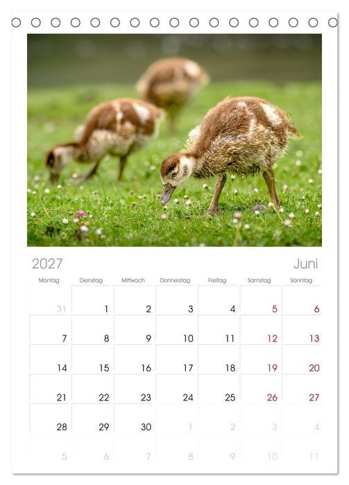 Gans schön wild (CALVENDO Tischplaner A5H 2027)
