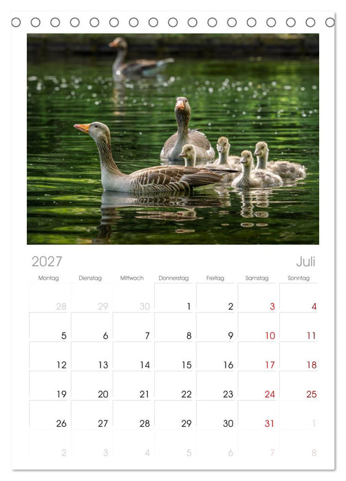 Gans schön wild (CALVENDO Tischplaner A5H 2027)