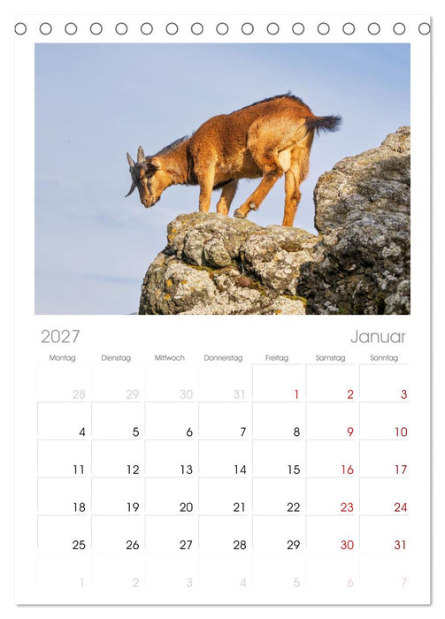 Albziegen (CALVENDO Tischplaner A5H 2027)