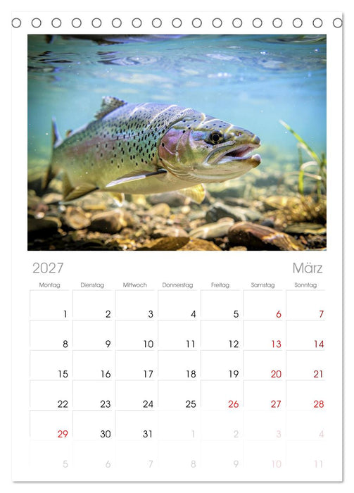 Forellen im Fluss (CALVENDO Tischplaner A5H 2027)