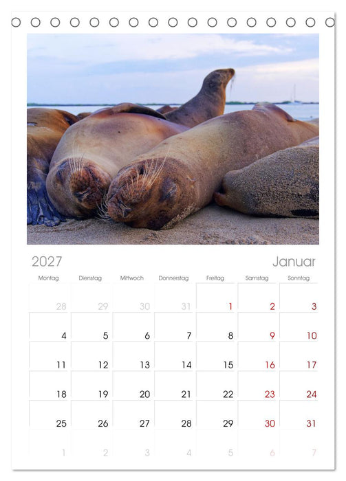 Entdecke Galapagos (CALVENDO Tischplaner A5H 2027)