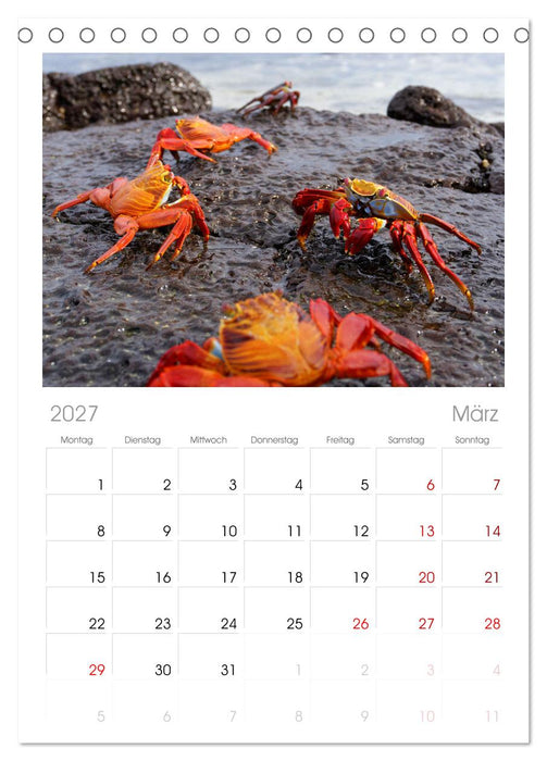 Entdecke Galapagos (CALVENDO Tischplaner A5H 2027)
