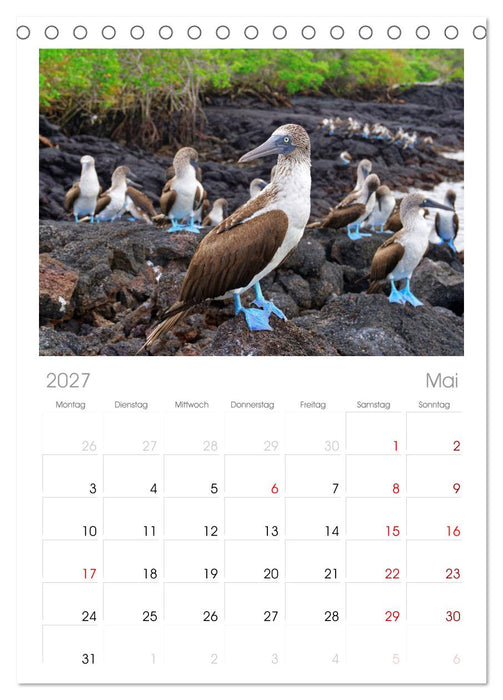Entdecke Galapagos (CALVENDO Tischplaner A5H 2027)