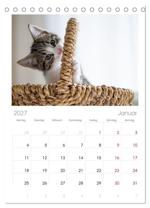 Kitten auf Entdeckungsreise (CALVENDO Tischplaner A5H 2027)