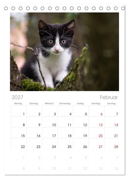 Kitten auf Entdeckungsreise (CALVENDO Tischplaner A5H 2027)