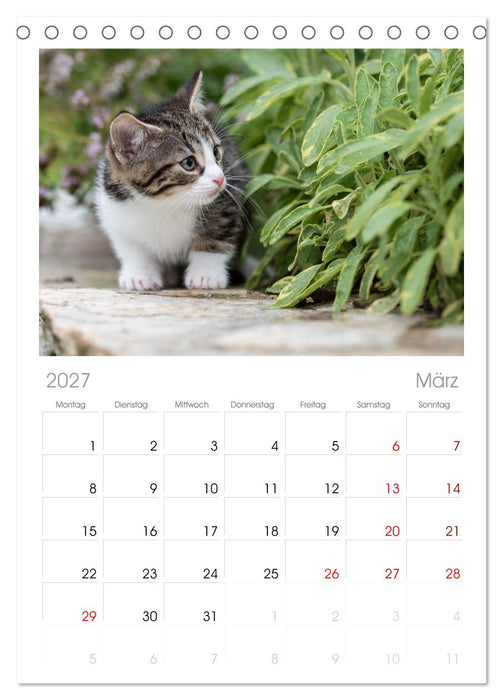 Kitten auf Entdeckungsreise (CALVENDO Tischplaner A5H 2027)