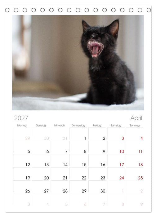 Kitten auf Entdeckungsreise (CALVENDO Tischplaner A5H 2027)