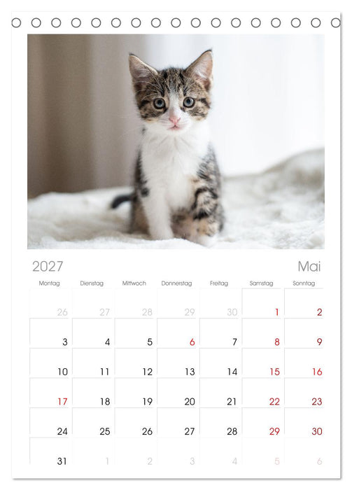 Kitten auf Entdeckungsreise (CALVENDO Tischplaner A5H 2027)