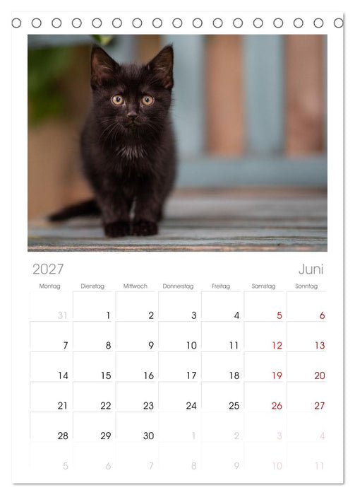 Kitten auf Entdeckungsreise (CALVENDO Tischplaner A5H 2027)