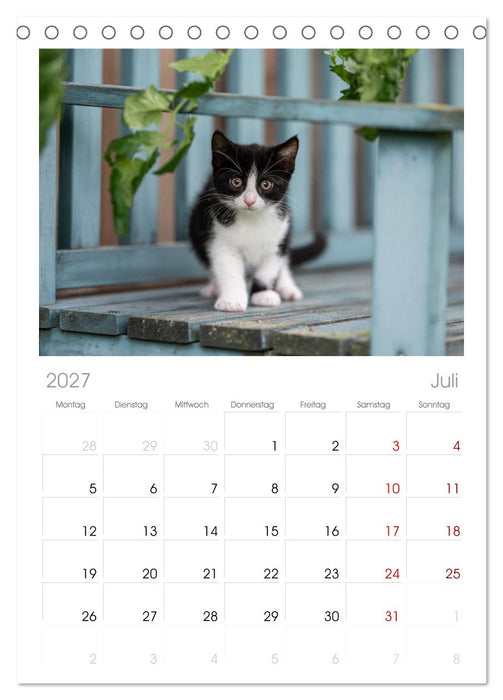 Kitten auf Entdeckungsreise (CALVENDO Tischplaner A5H 2027)