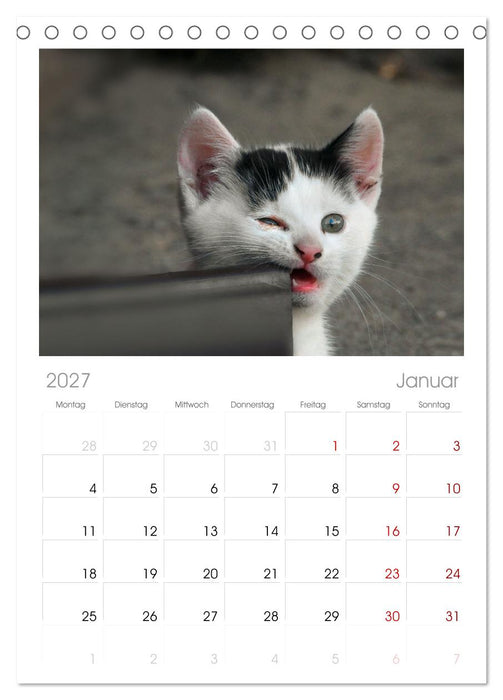 Katzenbabys (CALVENDO Tischplaner A5H 2027)