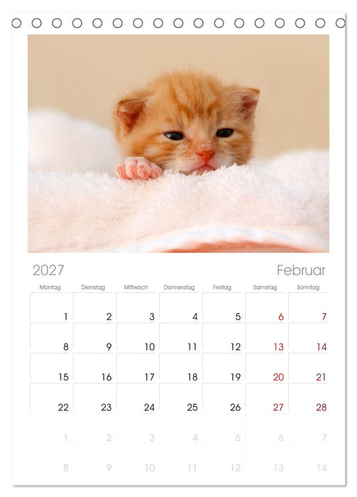 Katzenbabys (CALVENDO Tischplaner A5H 2027)