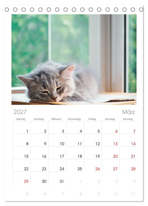 Katzenbabys (CALVENDO Tischplaner A5H 2027)
