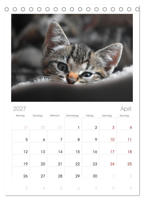Katzenbabys (CALVENDO Tischplaner A5H 2027)
