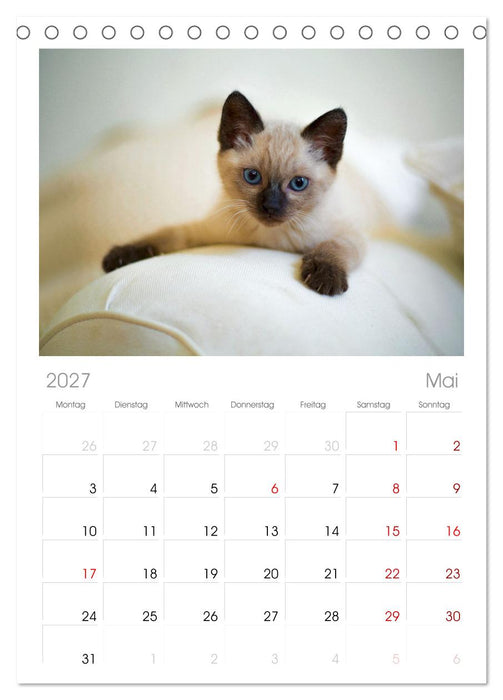 Katzenbabys (CALVENDO Tischplaner A5H 2027)