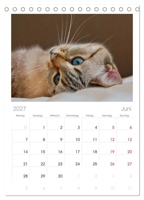 Katzenbabys (CALVENDO Tischplaner A5H 2027)