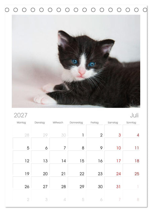 Katzenbabys (CALVENDO Tischplaner A5H 2027)