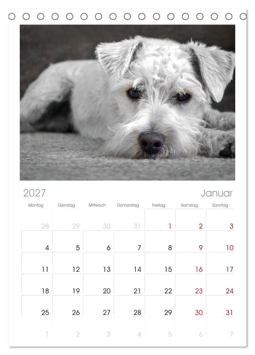 Total gechillte Hunde (CALVENDO Tischplaner A5H 2027)