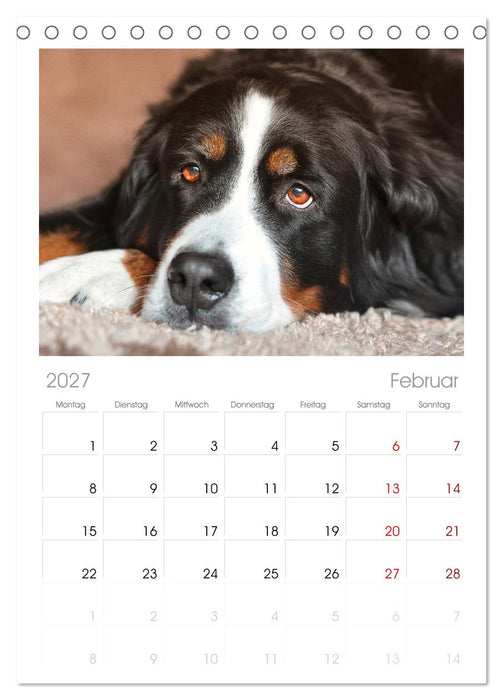 Total gechillte Hunde (CALVENDO Tischplaner A5H 2027)