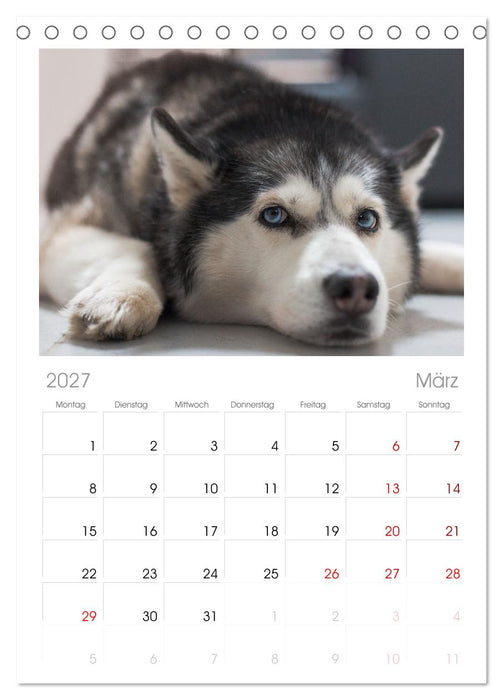 Total gechillte Hunde (CALVENDO Tischplaner A5H 2027)
