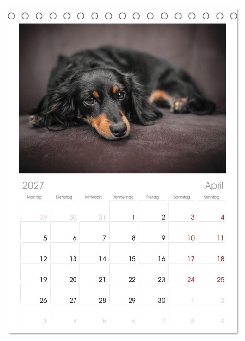 Total gechillte Hunde (CALVENDO Tischplaner A5H 2027)