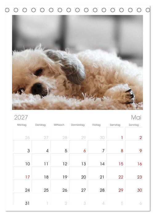 Total gechillte Hunde (CALVENDO Tischplaner A5H 2027)