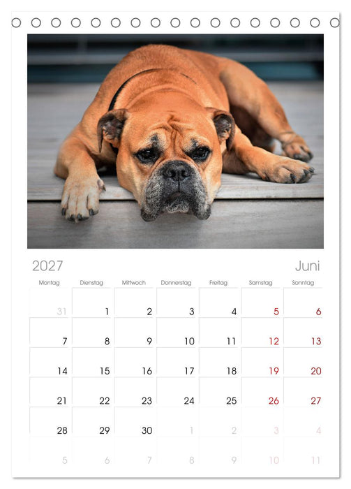 Total gechillte Hunde (CALVENDO Tischplaner A5H 2027)