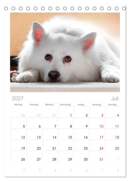 Total gechillte Hunde (CALVENDO Tischplaner A5H 2027)
