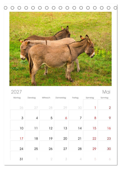 Liebenswerte Esel (CALVENDO Tischplaner A5H 2027)